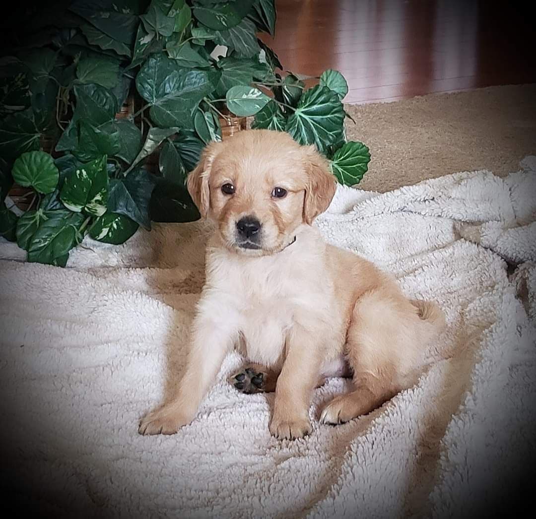 Golden Retriever Puppies breeder image 10
