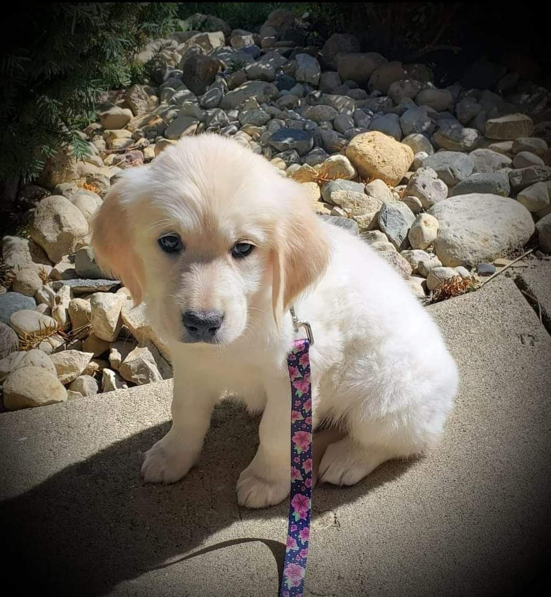 Golden Retriever Puppies breeder image 11