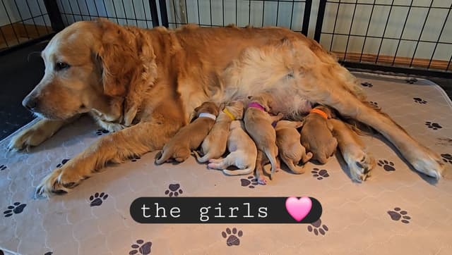 Golden Retriever Puppies media 7