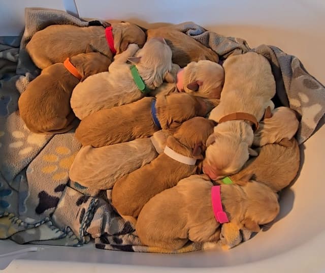 Golden Retriever Puppies media 6