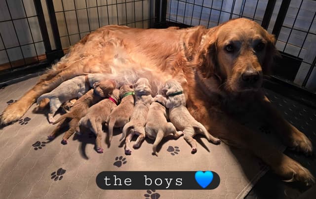 Golden Retriever Puppies media 5