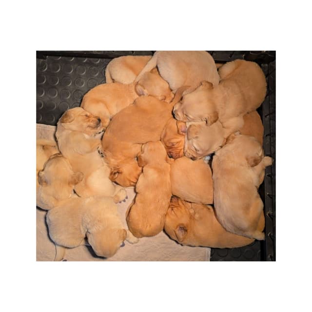 Golden Retriever Puppies media 8