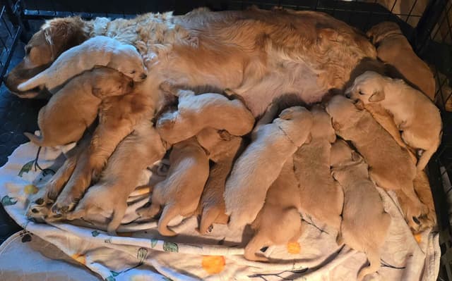 Golden Retriever Puppies media 9