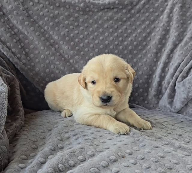 Golden Retriever Puppies media 4