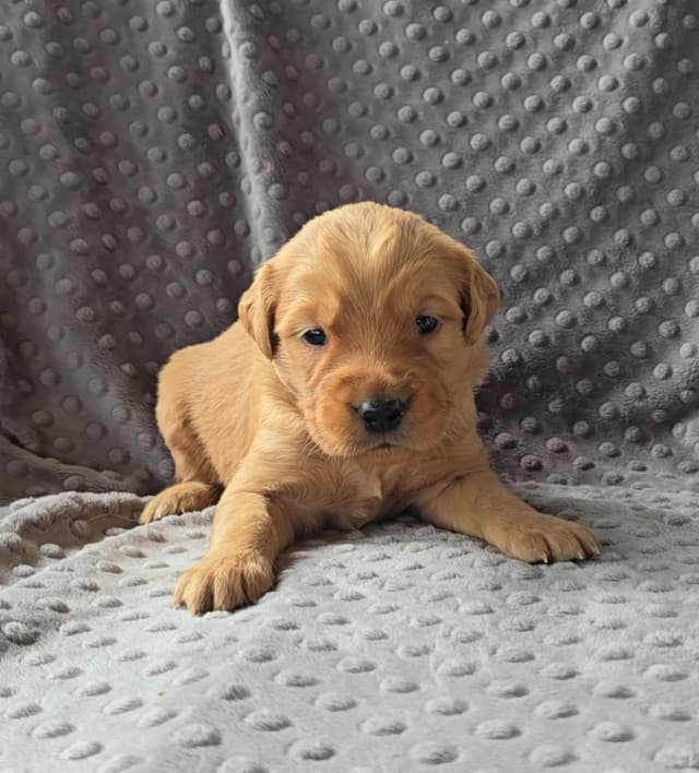 Golden Retriever Puppies media 3
