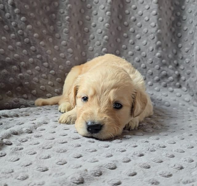 Golden Retriever Puppies media 10