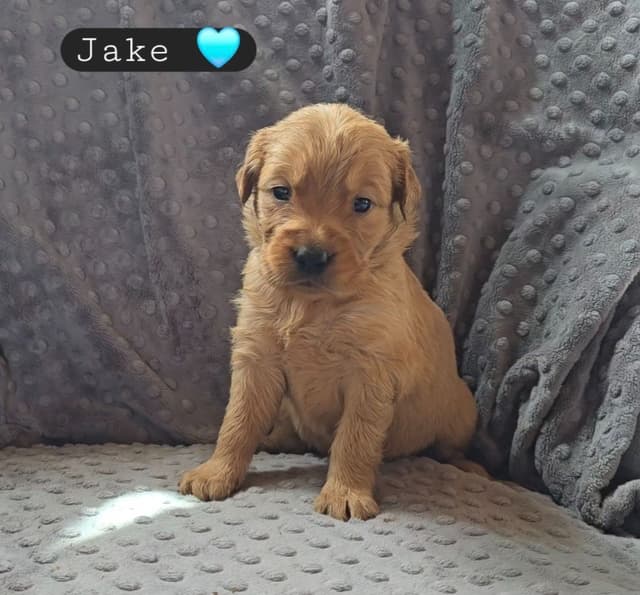 Golden Retriever Puppies media 11