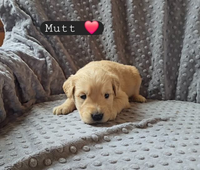 Golden Retriever Puppies media 12
