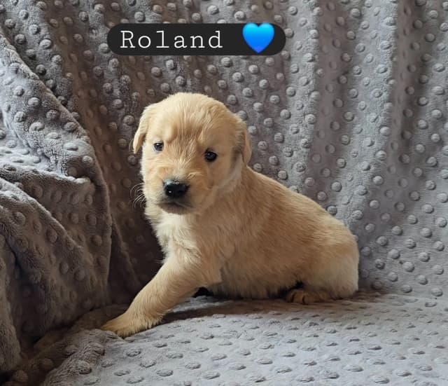 Golden Retriever Puppies media 13