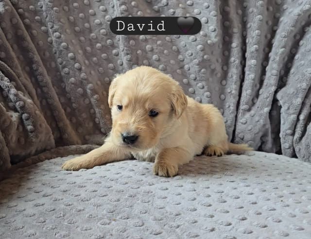 Golden Retriever Puppies media 14