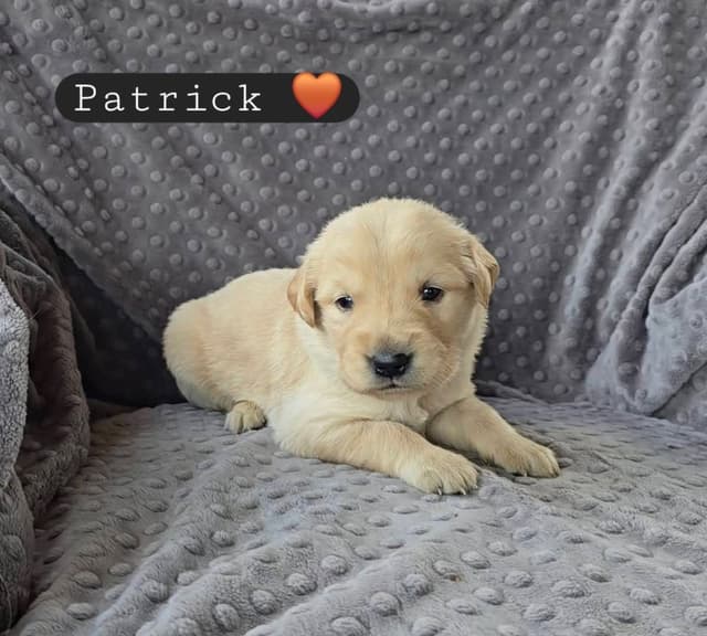 Golden Retriever Puppies media 15