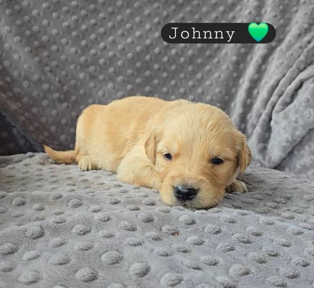 Golden Retriever Puppies media 16