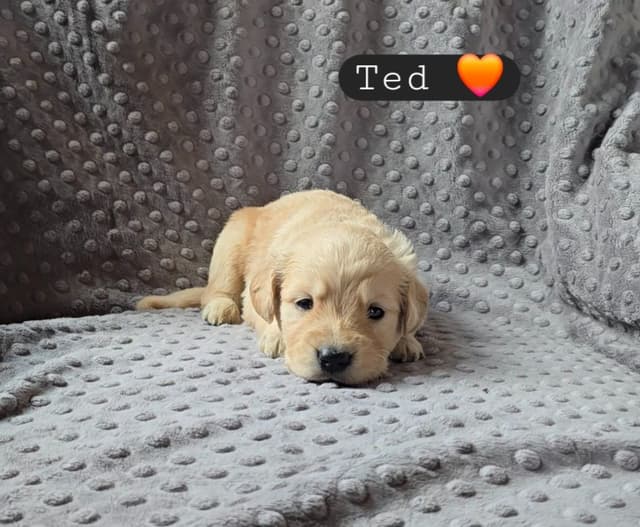 Golden Retriever Puppies media 17