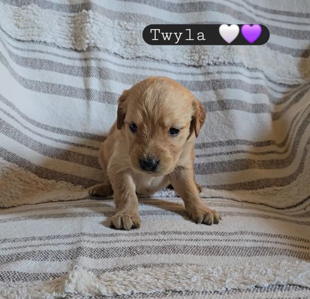 Golden Retriever Puppies media 18