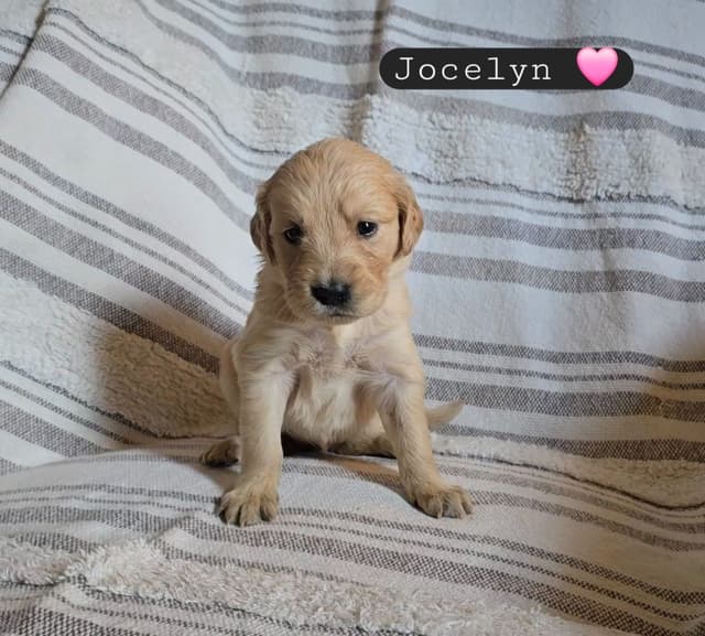 Golden Retriever Puppies media 19