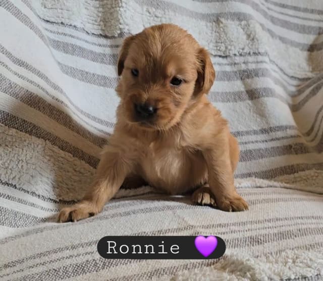 Golden Retriever Puppies media 20