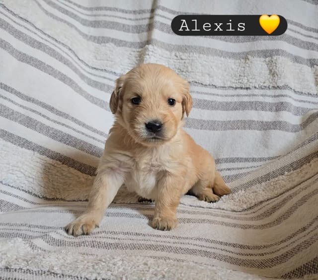 Golden Retriever Puppies media 21