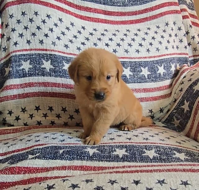 Golden Retriever Puppies media 23