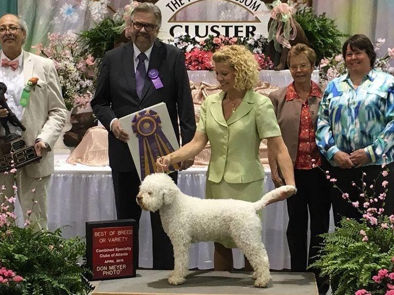 Lagotto Romagnolo Puppies breeder image 1