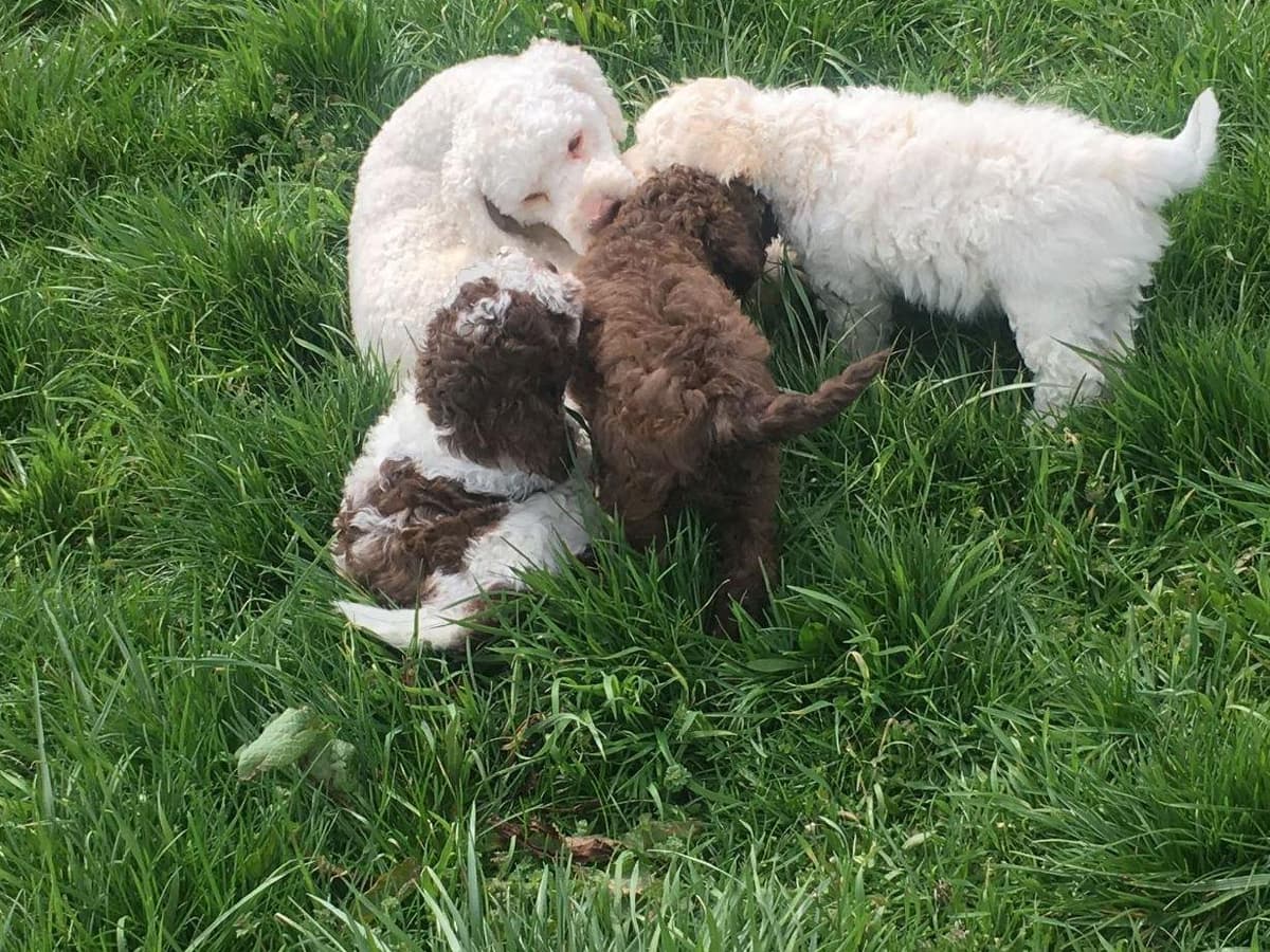 Lagotto Romagnolo Puppies breeder image 2