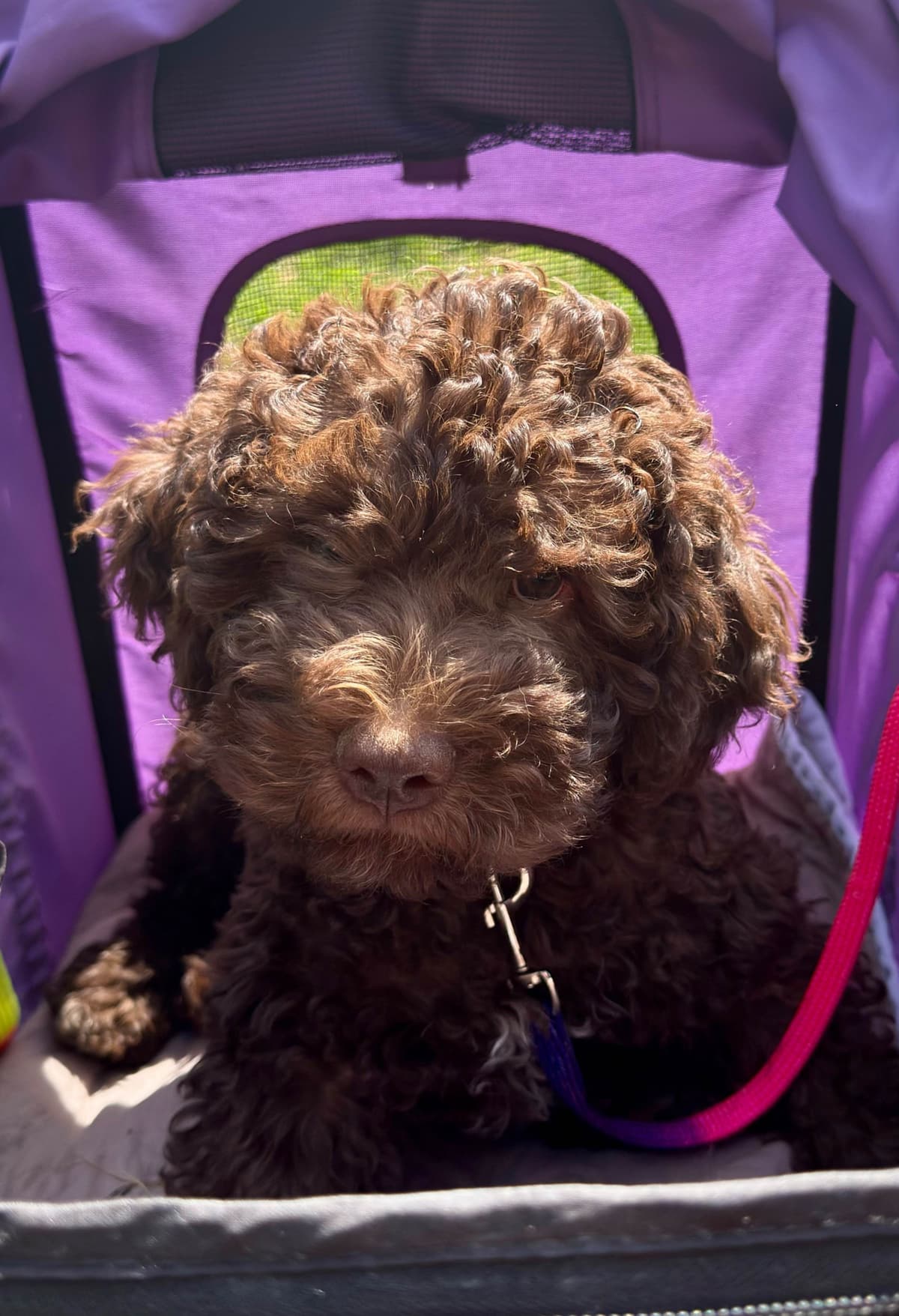 Lagotto Romagnolo Puppies breeder image 3