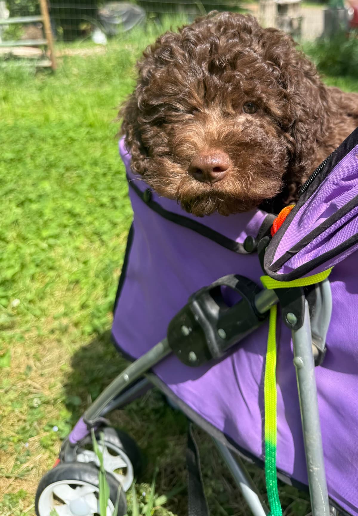 Lagotto Romagnolo Puppies breeder image 4