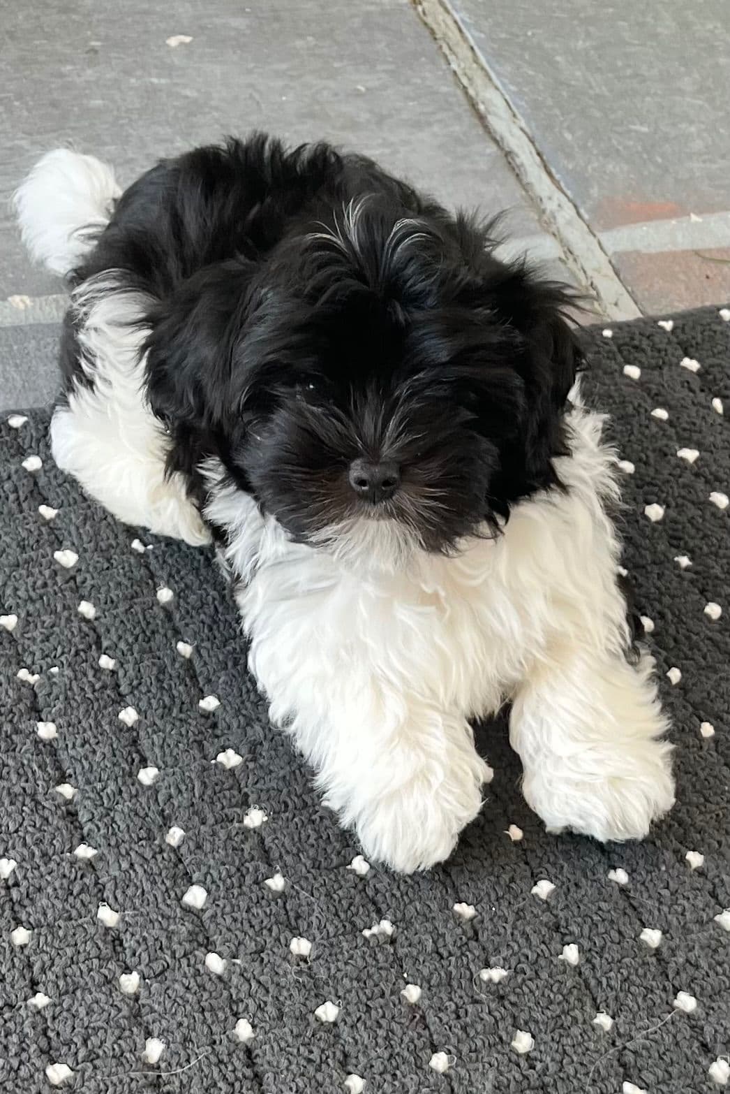 Havanese Puppies breeder image 1