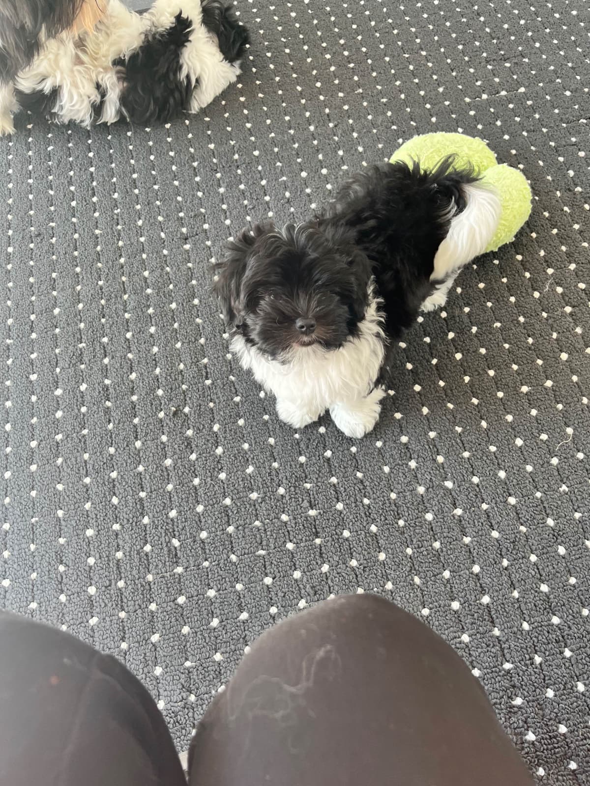 Havanese Puppies breeder image 3