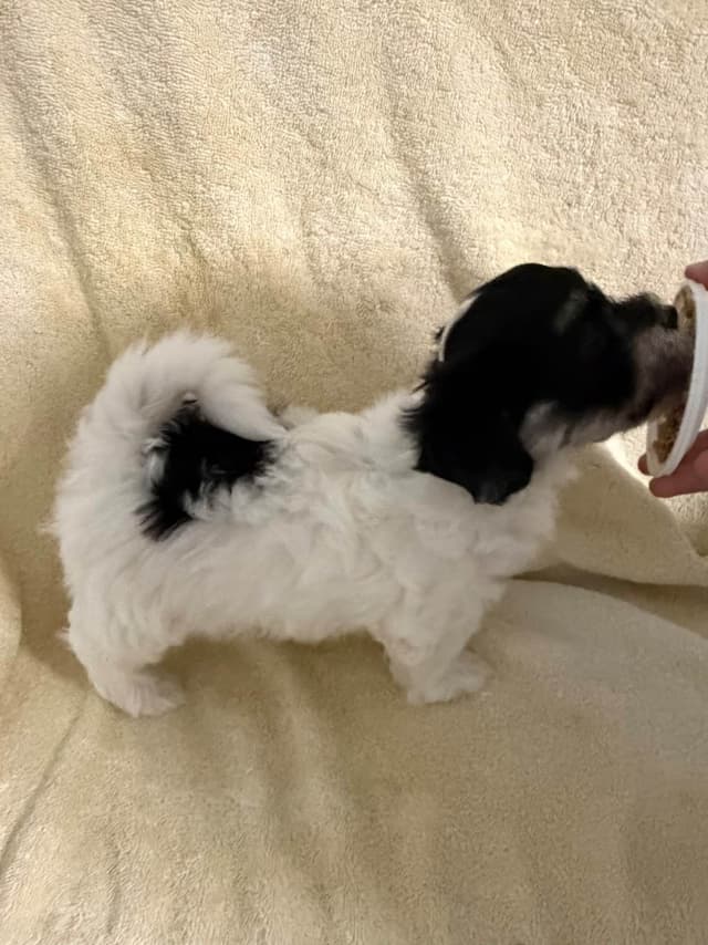 Havanese Puppies media 2