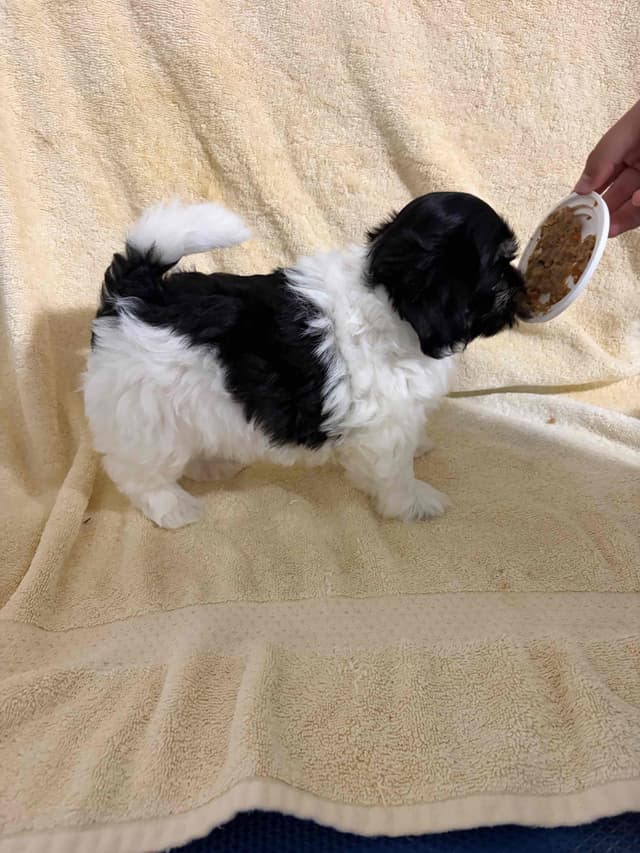 Havanese Puppies media 3