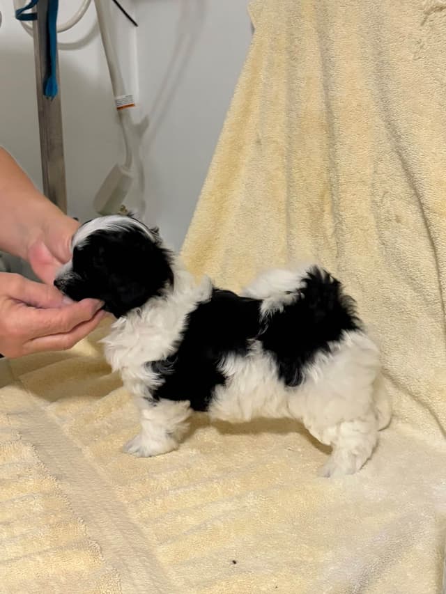 Havanese Puppies media 4