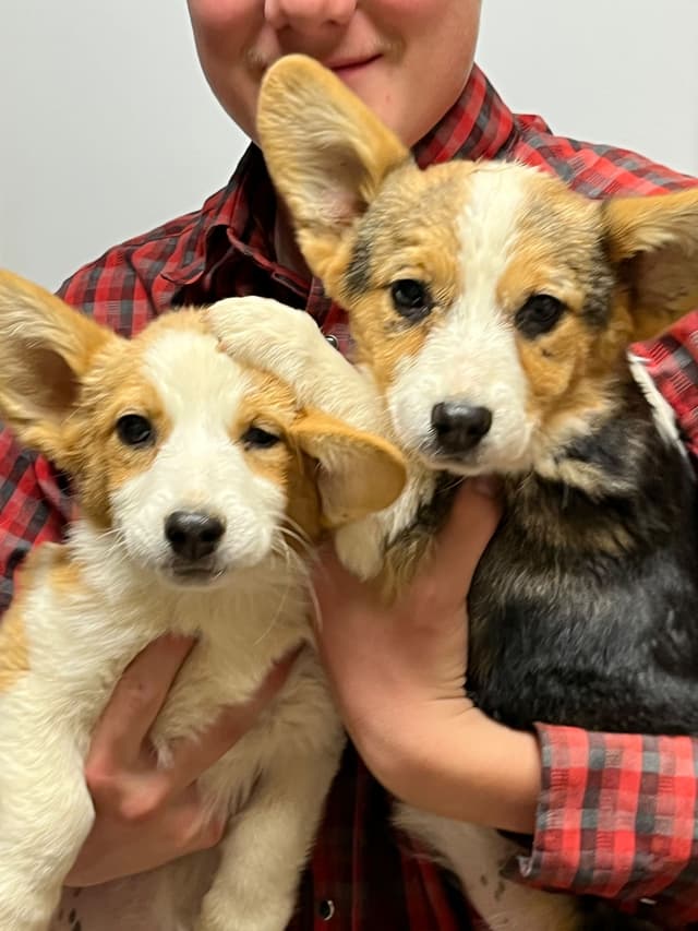 Pembroke Welsh Corgi Puppies media 2
