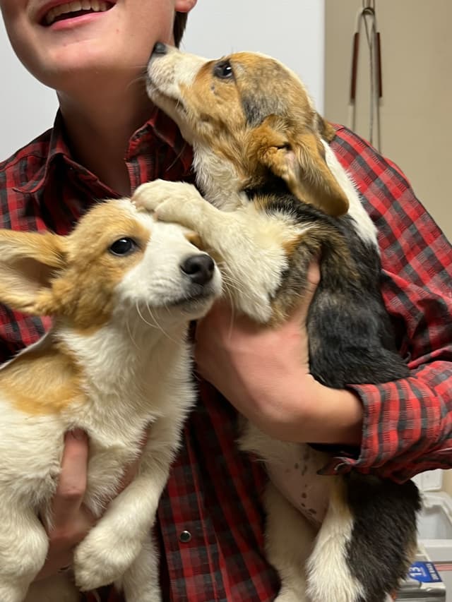 Pembroke Welsh Corgi Puppies media 3