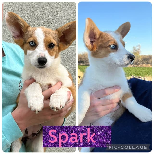 Pembroke Welsh Corgi Puppies media 4