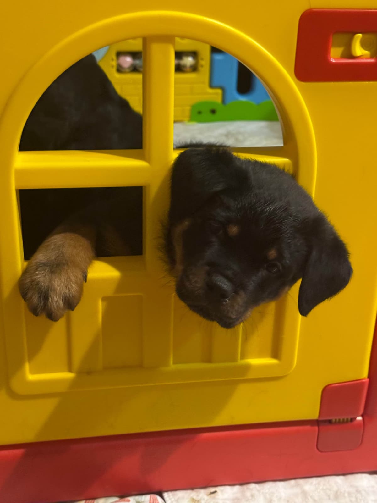 Rottweiler Puppies breeder image 1