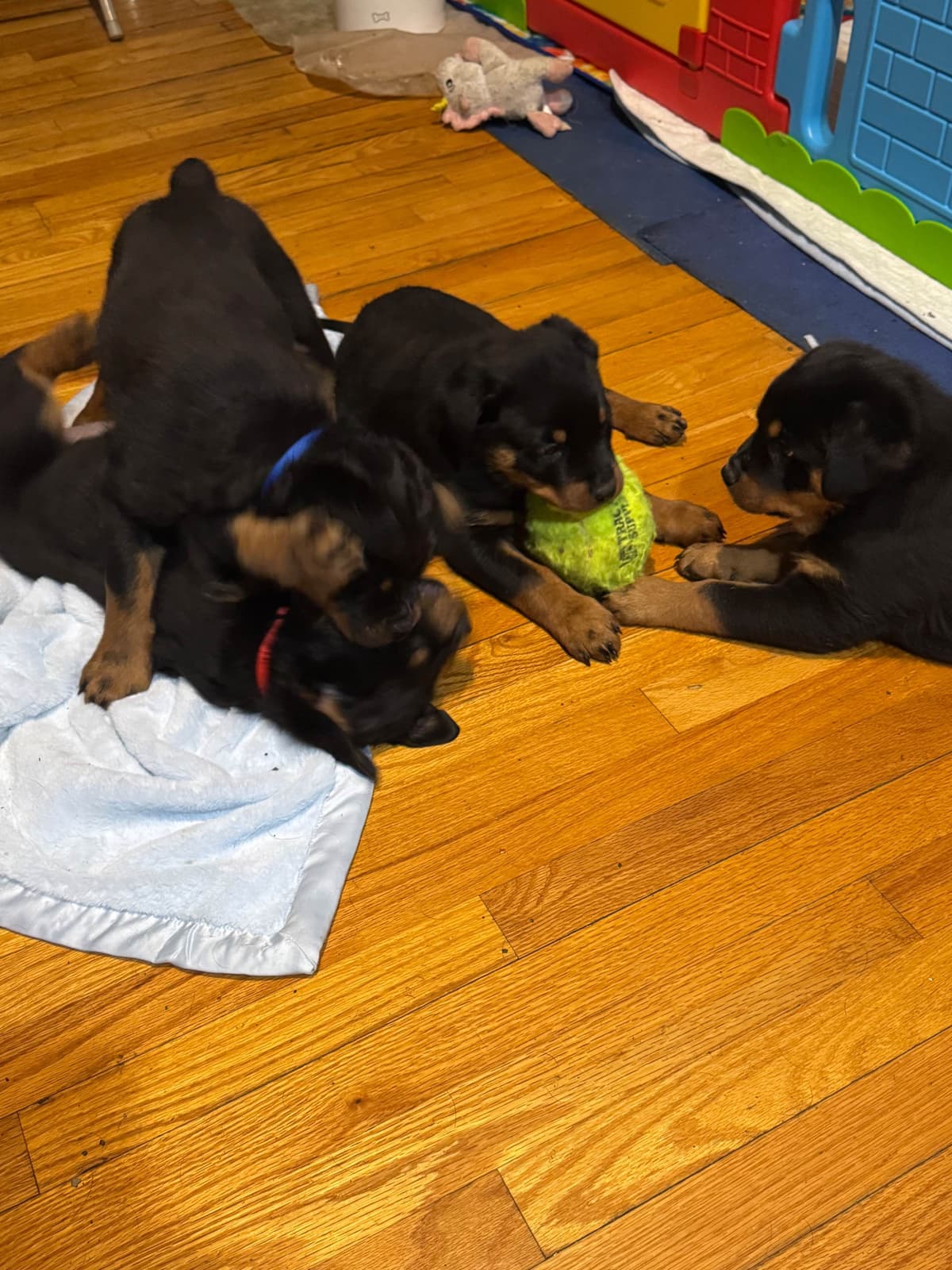 Rottweiler Puppies breeder image 2