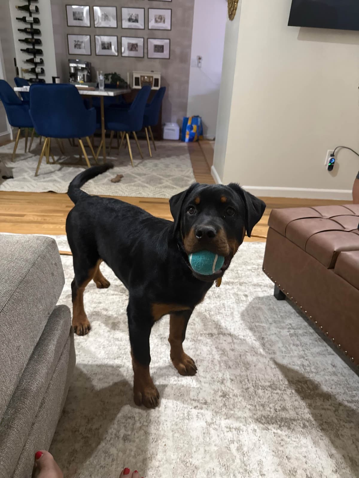 Rottweiler Puppies breeder image 3