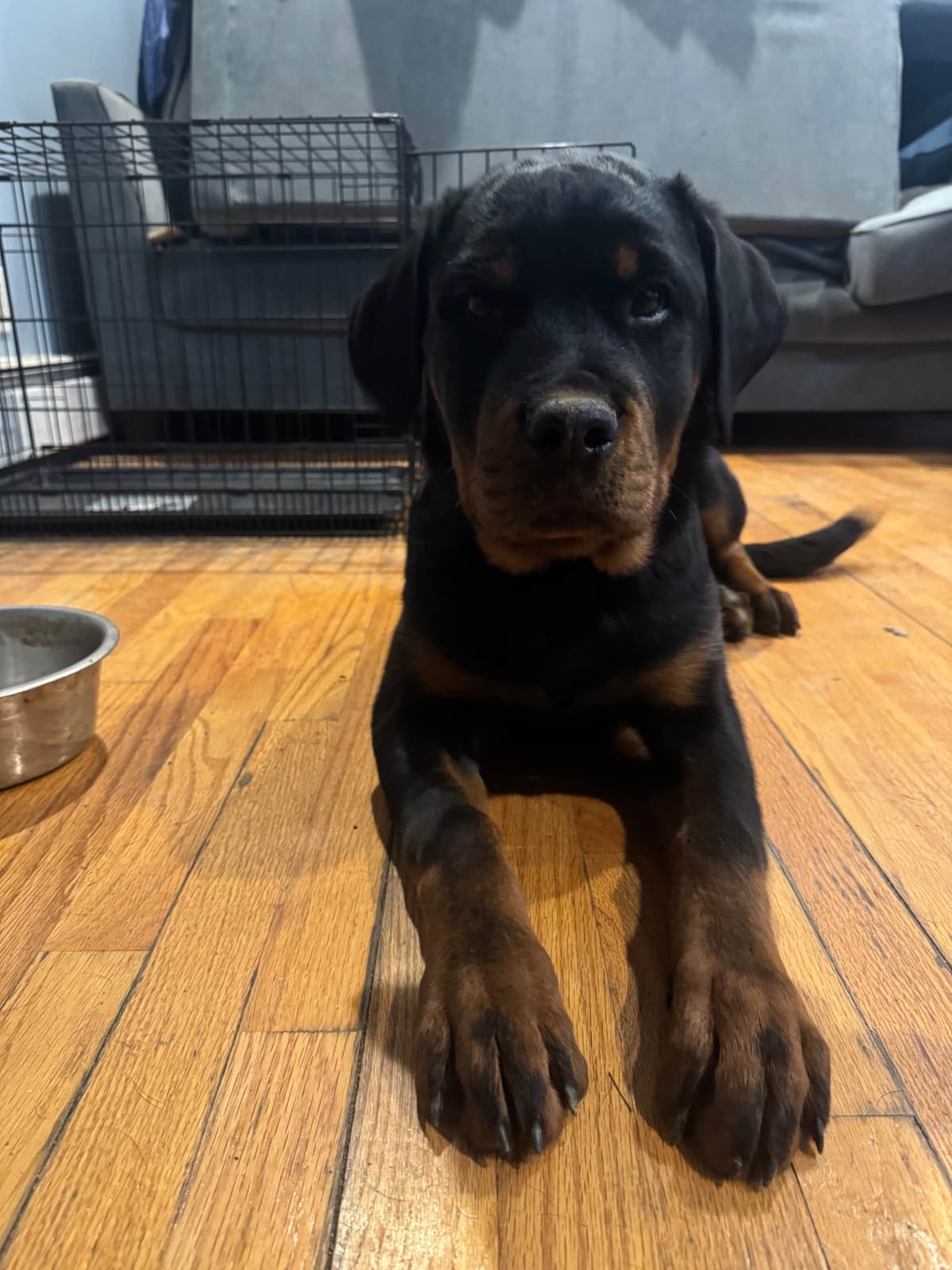 Rottweiler Puppies breeder image 4