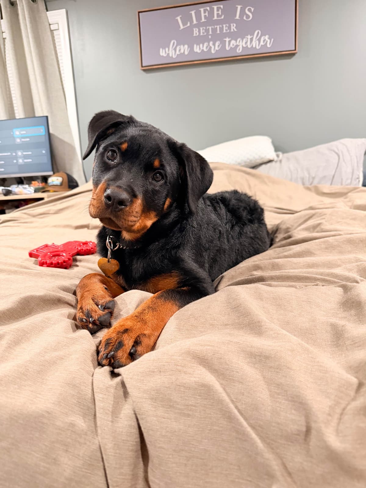 Rottweiler Puppies breeder image 5