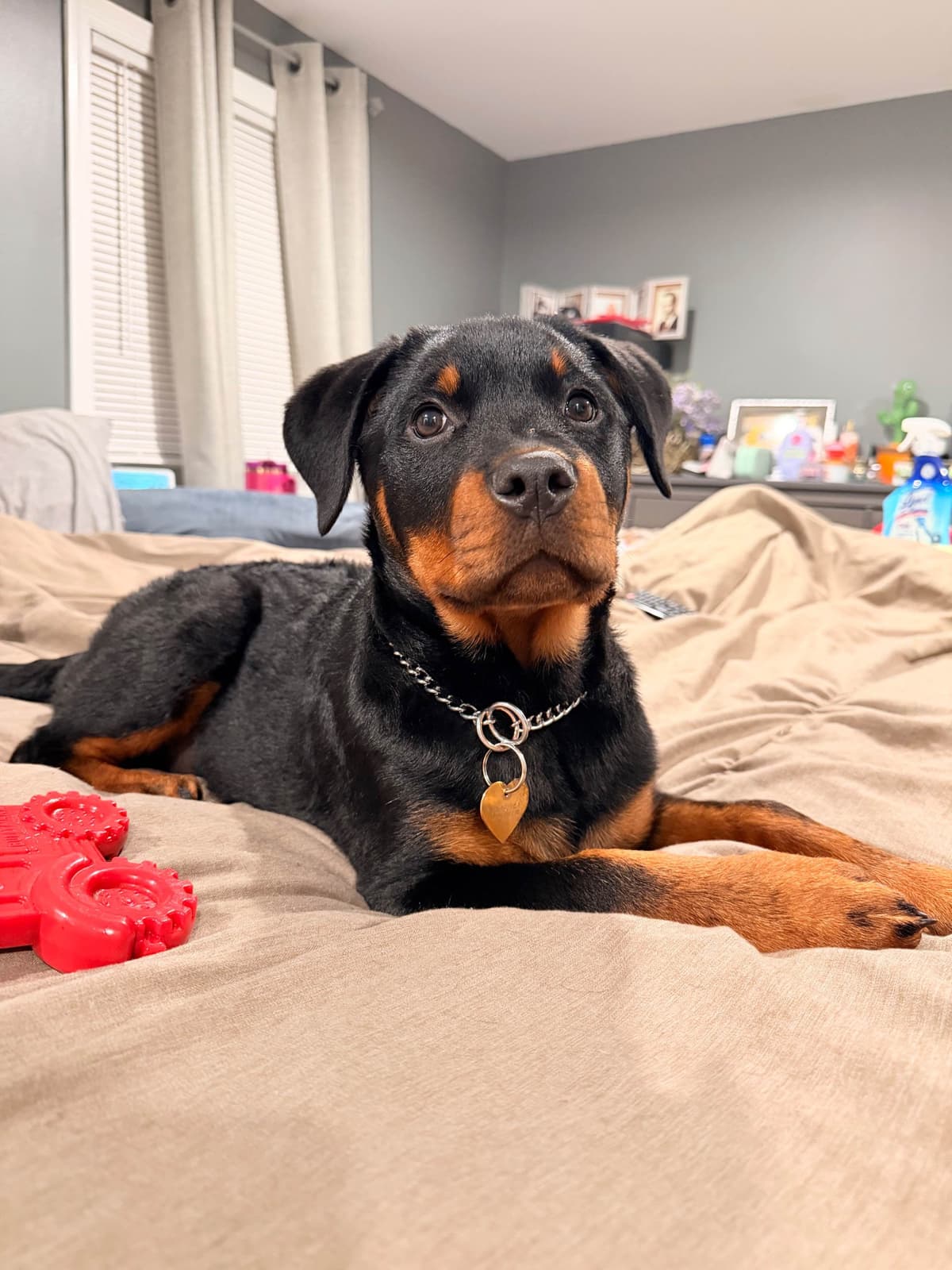 Rottweiler Puppies breeder image 6