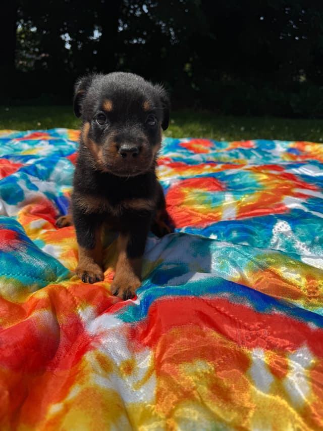 Rottweiler Puppies media 2
