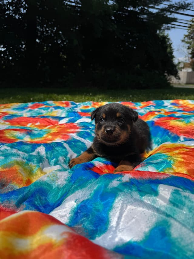 Rottweiler Puppies media 3