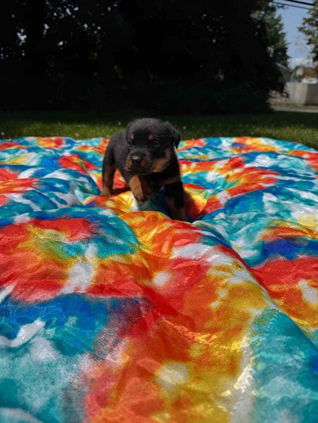 Rottweiler Puppies media 4