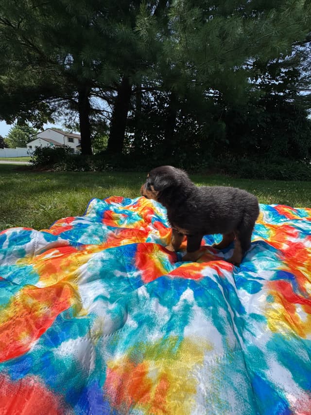Rottweiler Puppies media 5