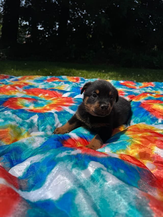 Rottweiler Puppies media 6