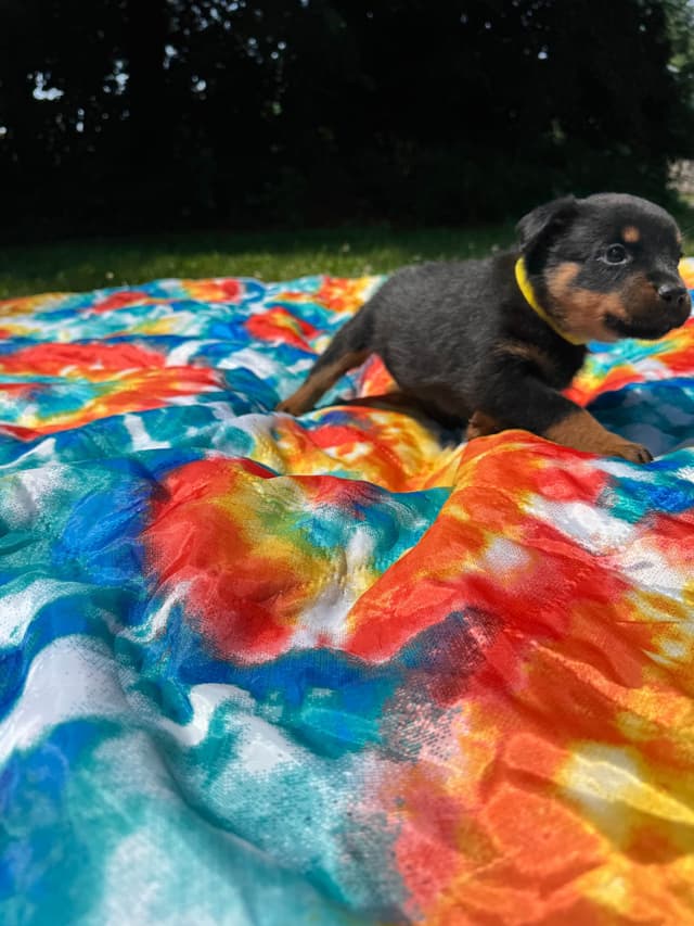 Rottweiler Puppies media 7