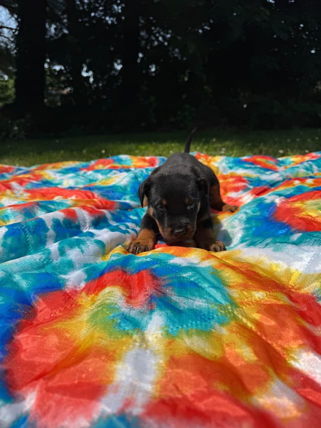 Rottweiler Puppies media 8