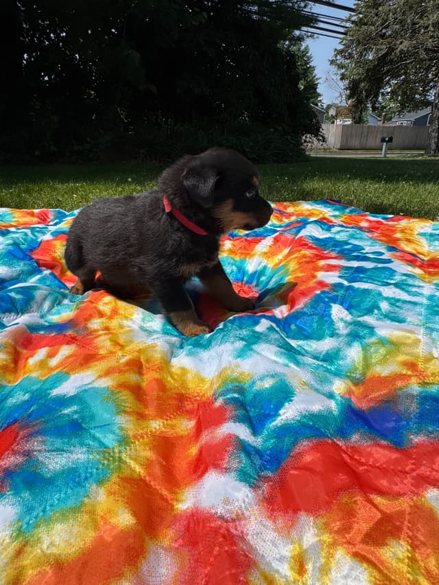 Rottweiler Puppies media 9