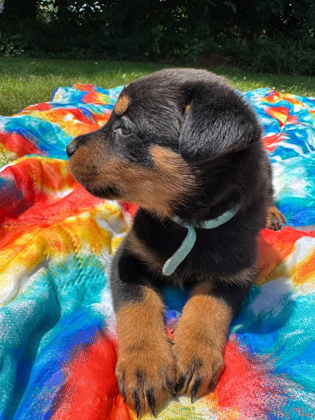 Rottweiler Puppies media 10