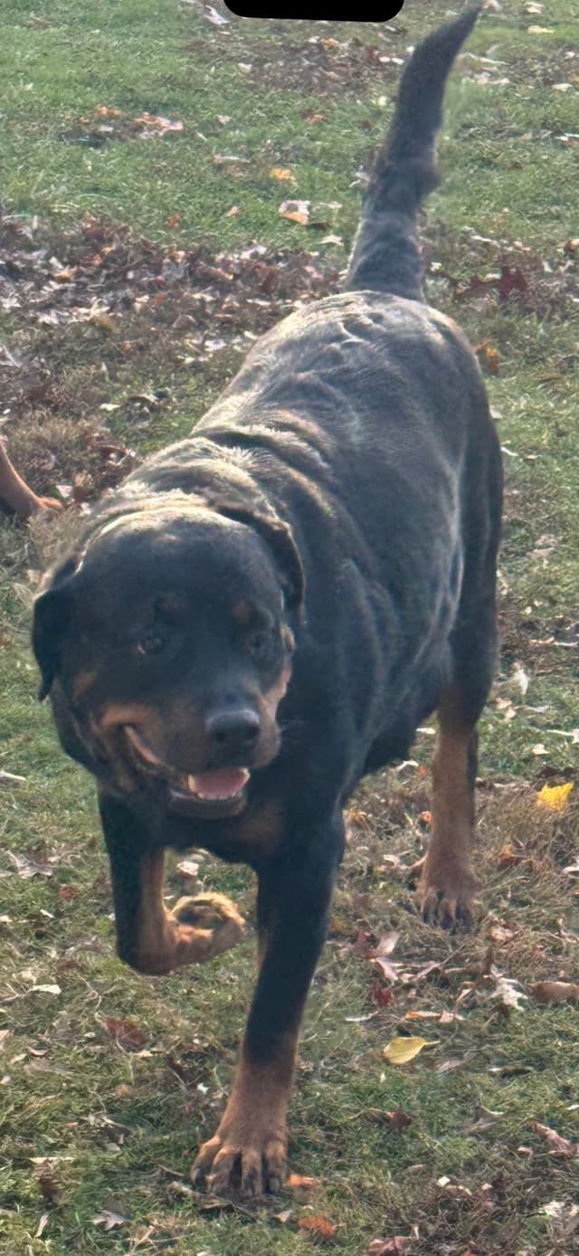 Rottweiler Puppies media 11